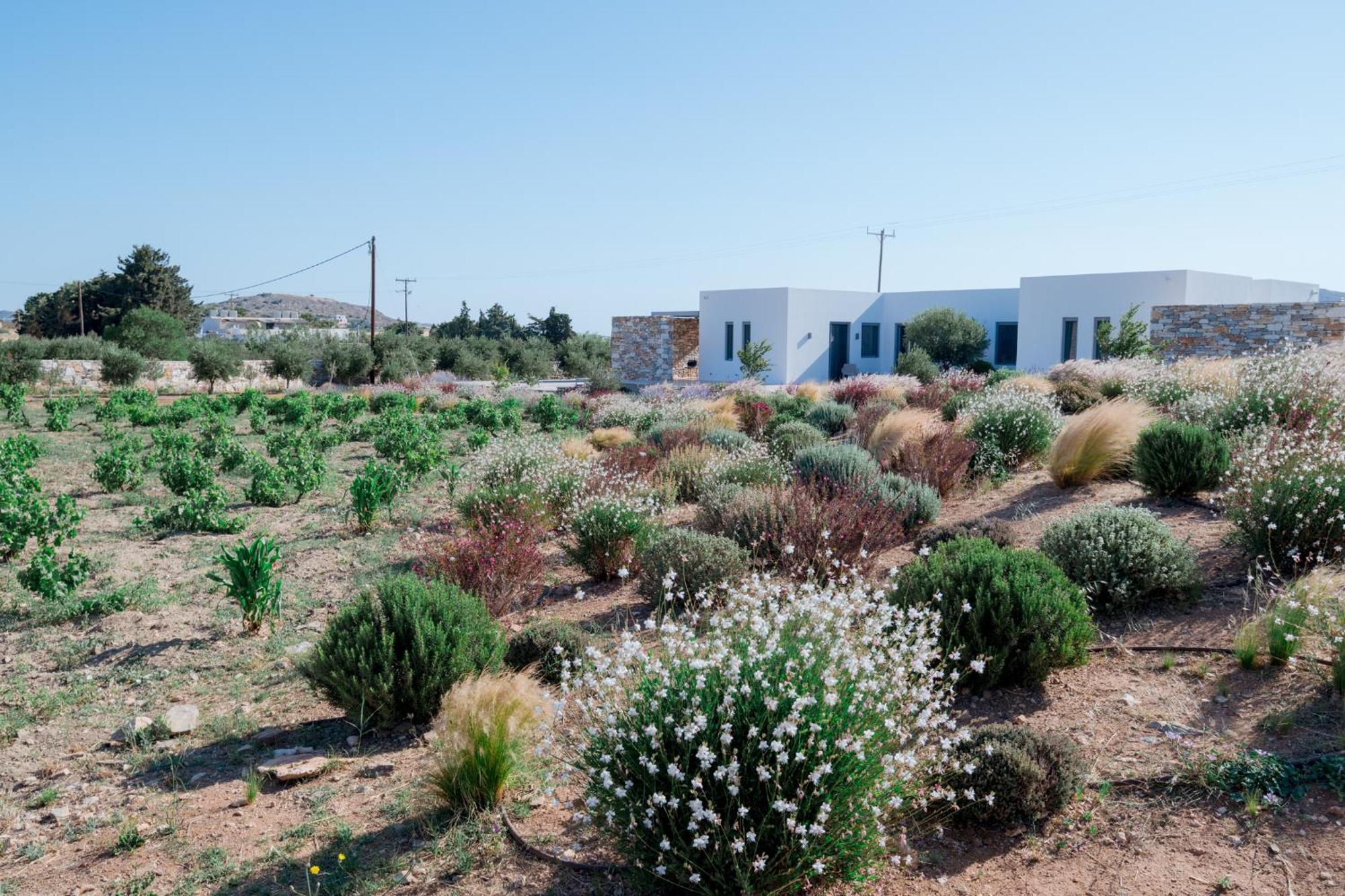 Willa Bracket House Paros Dhragoulas Zewnętrze zdjęcie